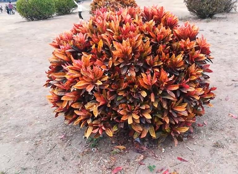 海南地区常用园林绿化灌木_变叶木(图1) 海南地区常用园林绿化灌木_变叶木(图1)